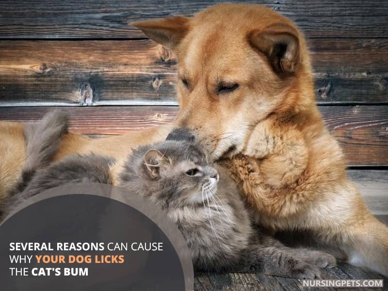 Several reasons can cause why your dog licks the cat's bum