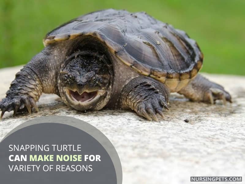 Snapping Turtle Can Make Noise for Variety of Reasons