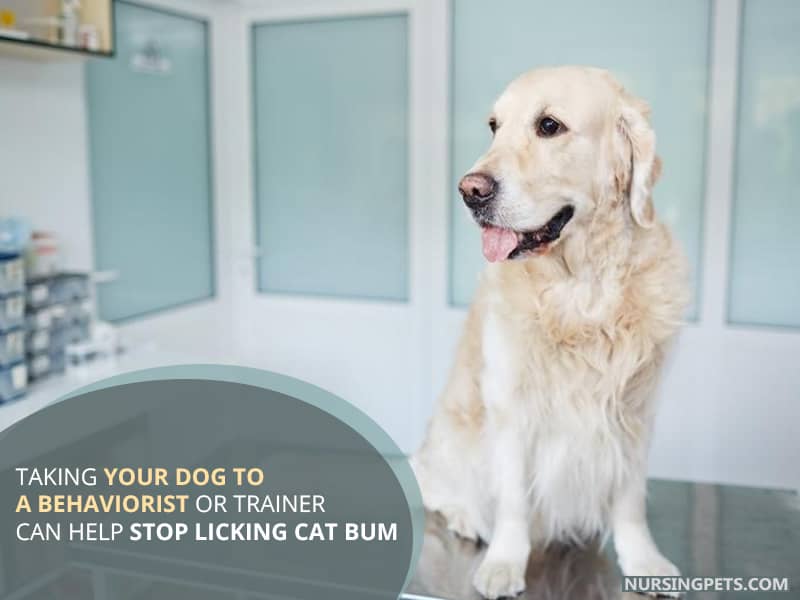 Taking your dog to a behaviorist or trainer can help stop licking cat bum