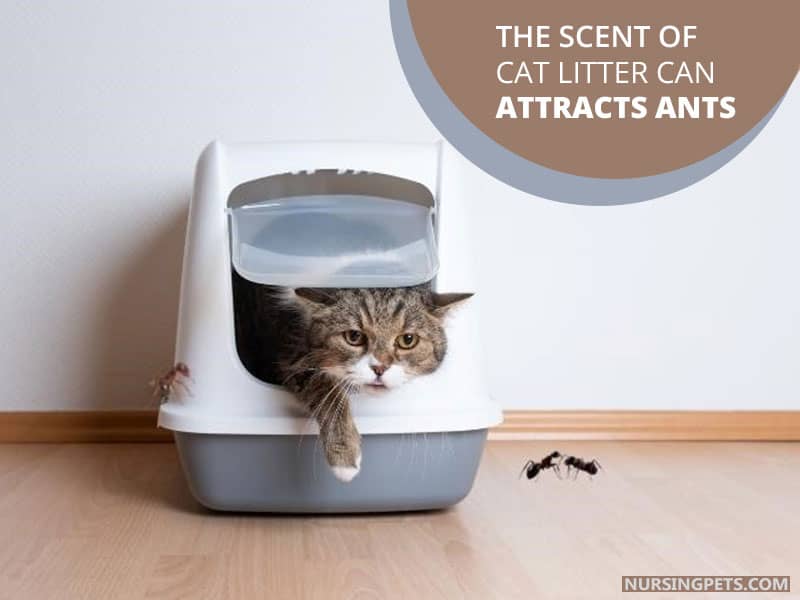 The scent of cat litter can attracts ants