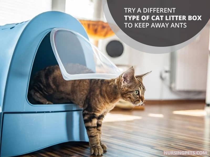 Try a different type of cat litter box to keep away ants