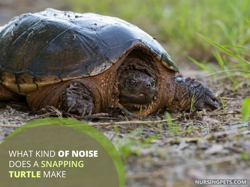 What Kind of Noise Does A Snapping Turtle Make