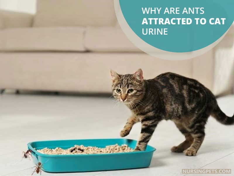 Why Are Ants Attracted to Cat Urine