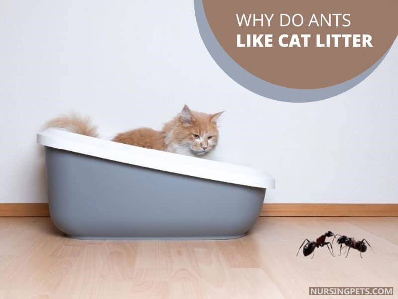 Why Do Ants Like Cat Litter