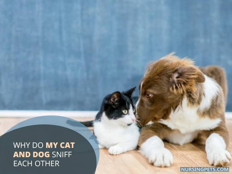 Why Do My Cat And Dog Sniff Each Other