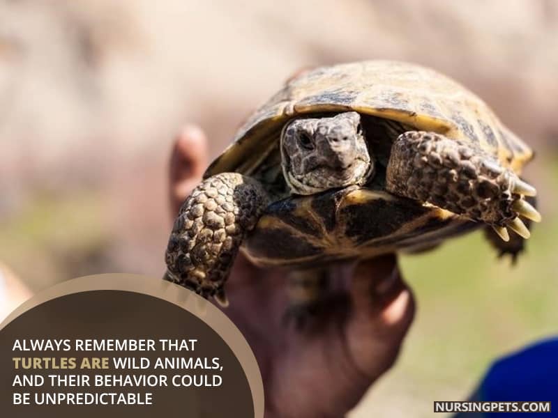 Always remember that turtles are wild animals, and their behavior could be unpredictable