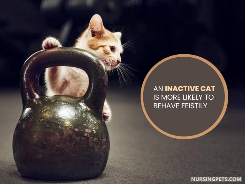 An inactive cat is more likely to behave feistily