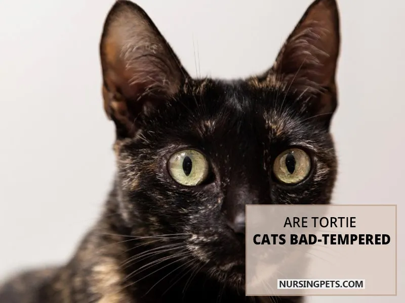 Are tortie cats bad-tempered