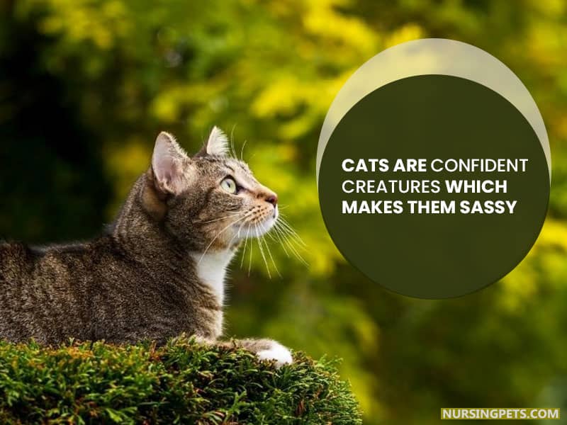 Cats are confident creatures which makes them sassy