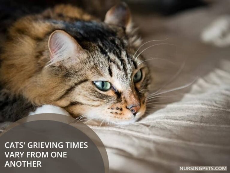 Do Cats Mourn Their Owners? - Nursing Pets