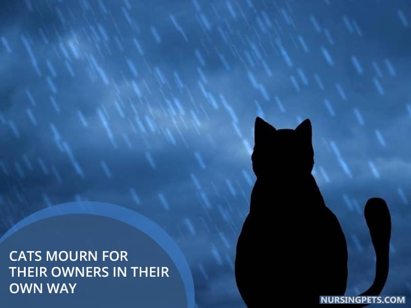 Cats mourn for their owners in their own way