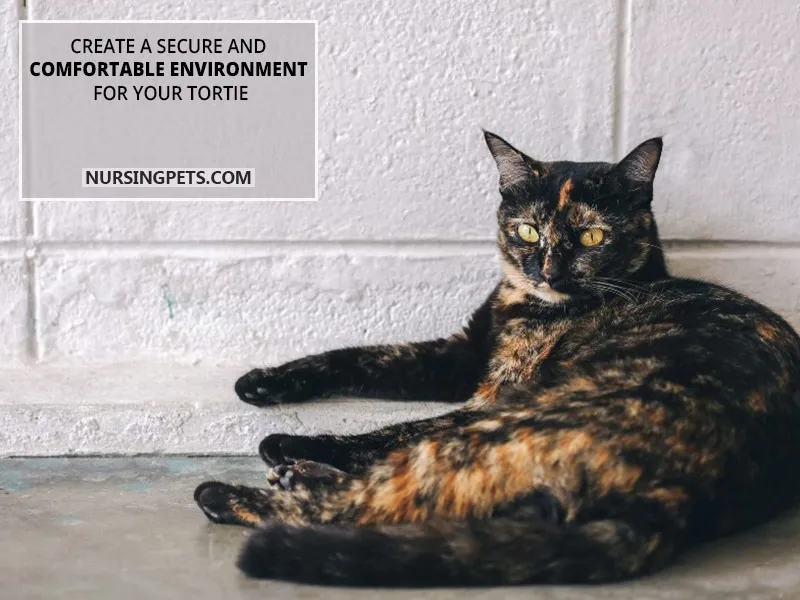 Create a secure and comfortable environment for your tortie