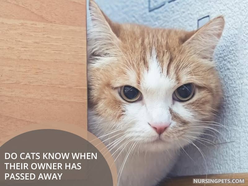 Do Cats Know When Their Owner Has Passed Away?