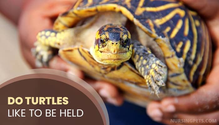 Do Turtles Like To Be Held