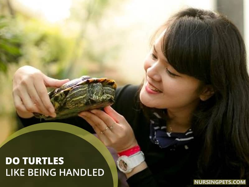 Do turtles like being handled