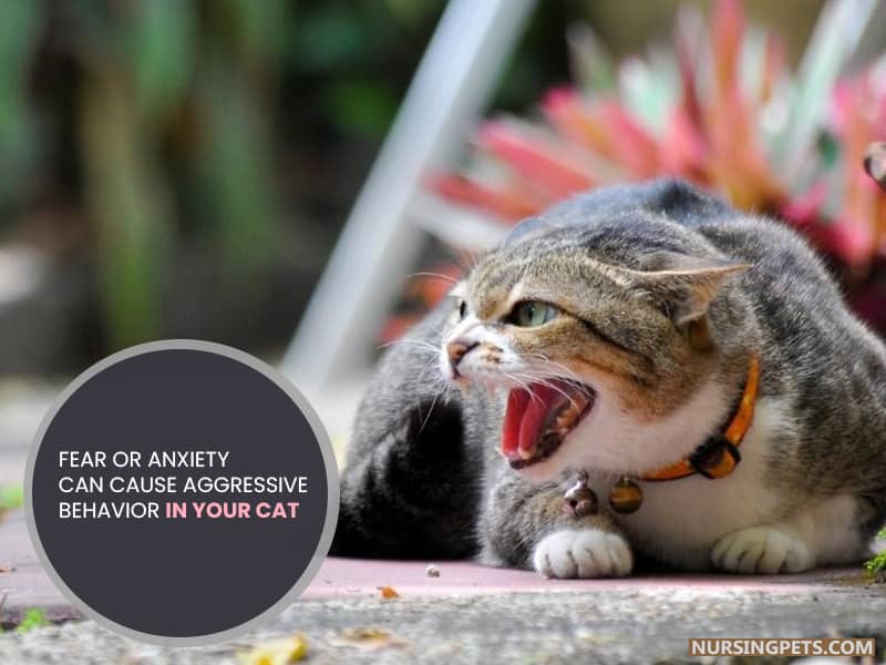 Fear or anxiety can cause aggressive behavior in your cat