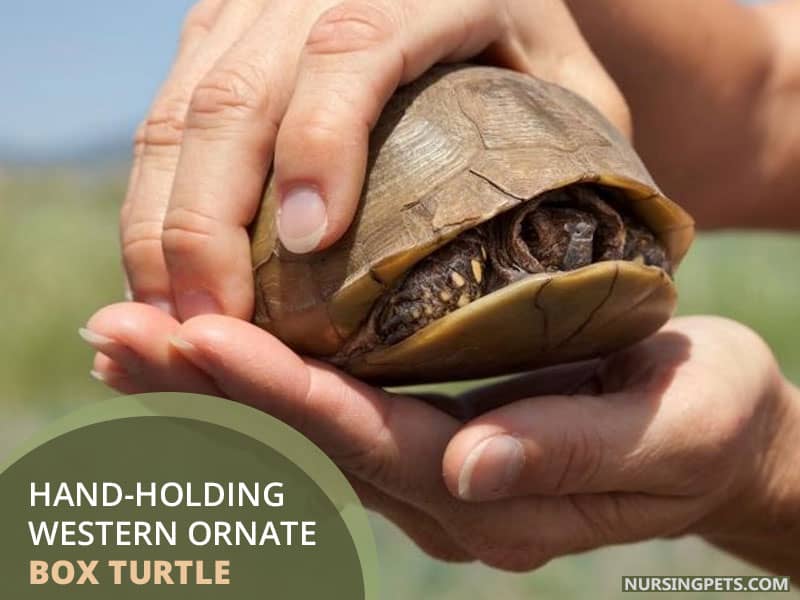 Hand-holding Western ornate box turtle