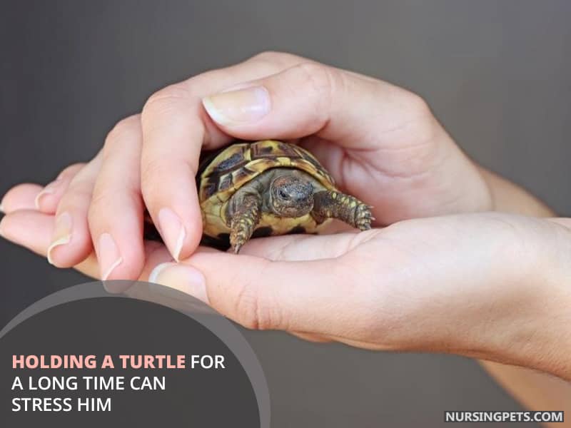 Holding a turtle for a long time can stress him