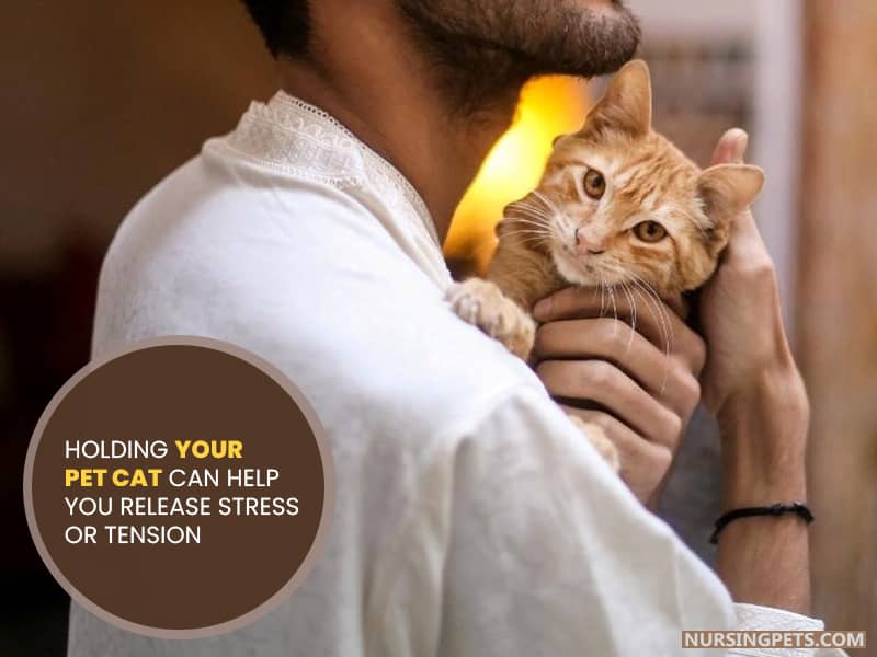 Holding your pet cat can help you release stress or tension