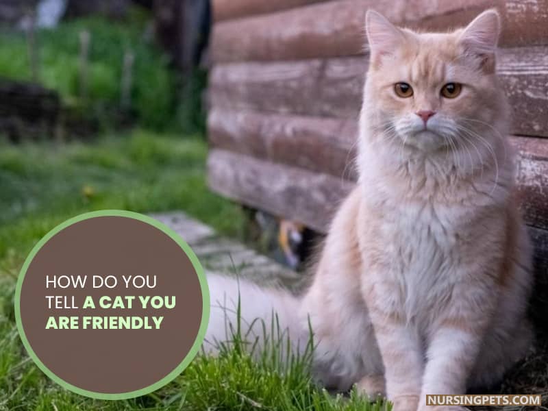 How Do You Tell A Cat You Are Friendly