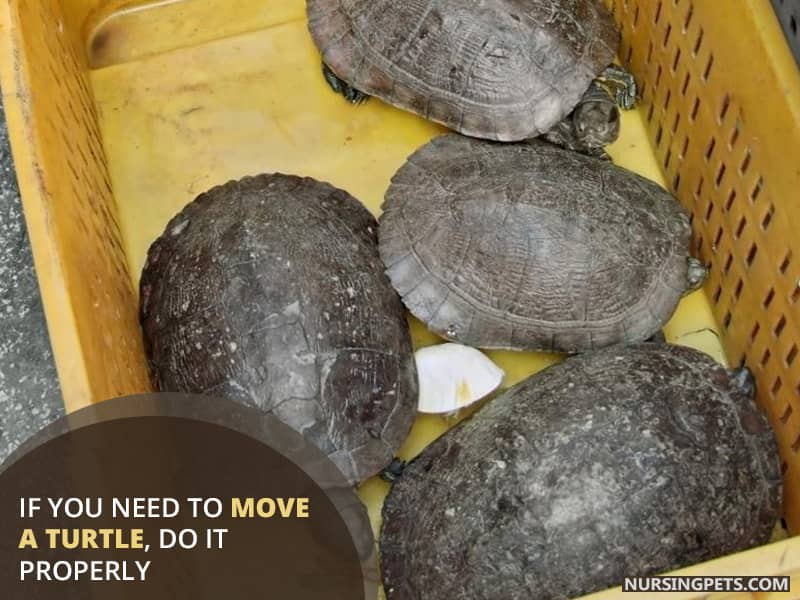 If you need to move a turtle, do it properly.