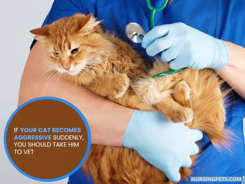 If your cat becomes aggressive suddenly, you should take him to vet