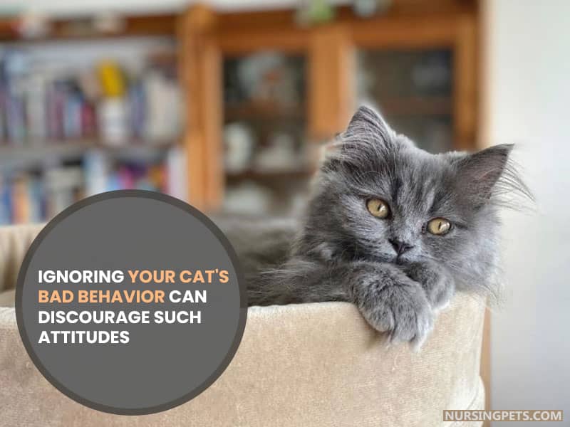 Ignoring your cat's bad behavior can discourage such attitudes