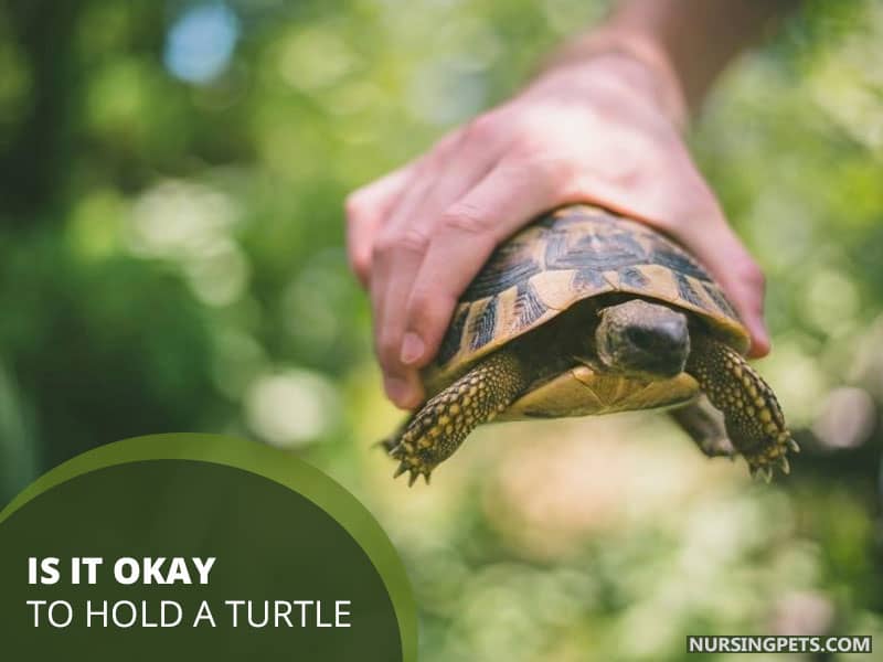 Is it okay to hold a turtle