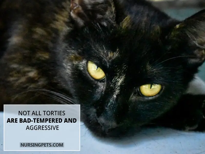 Not all torties are bad-tempered and aggressive