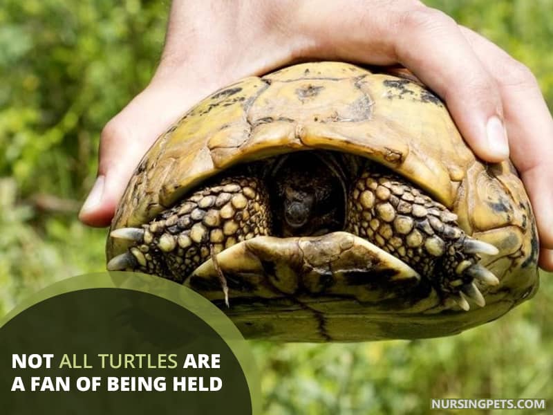 Not all turtles are a fan of being held