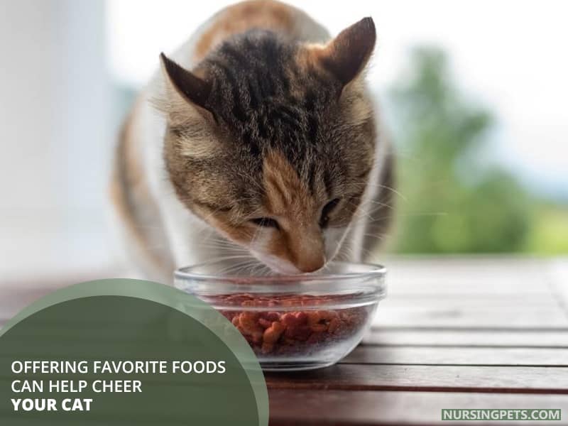 Offering favorite foods can help cheer your cat