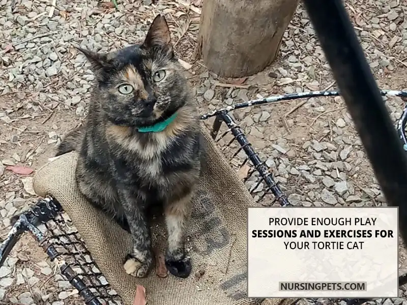 Provide enough play sessions and exercises for your tortie cat