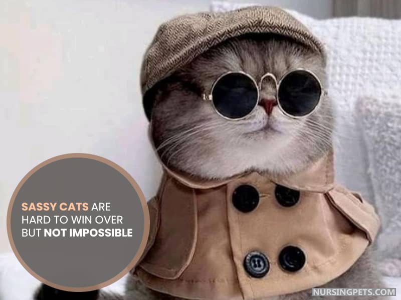 Sassy cats are hard to win over but not impossible