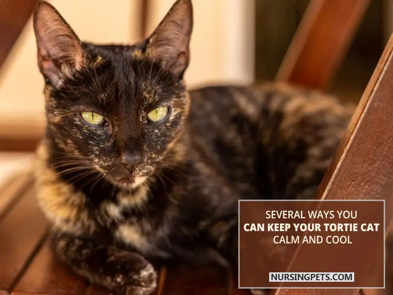 Several ways you can keep your tortie cat calm and cool