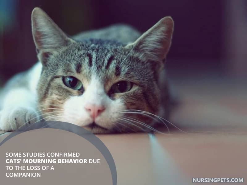 Some studies confirmed cats' mourning behavior due to the loss of a companion