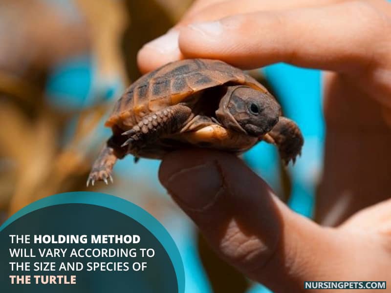 The holding method will vary according to the size and species of the turtle