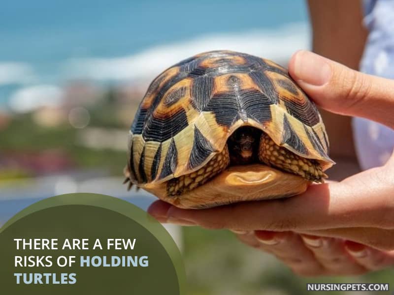 There are a few risks of holding turtles