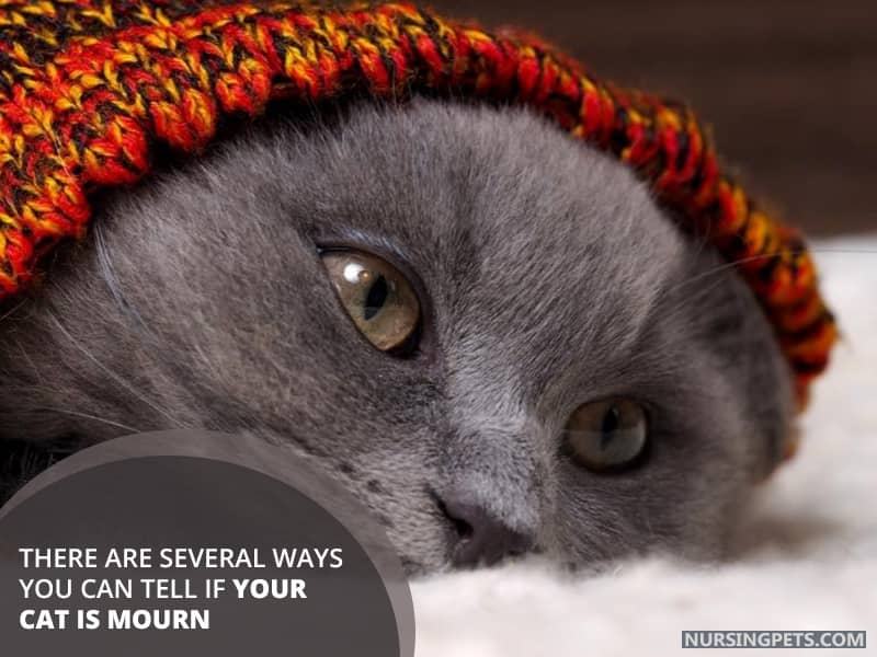 There are several ways you can tell if your cat is mourning