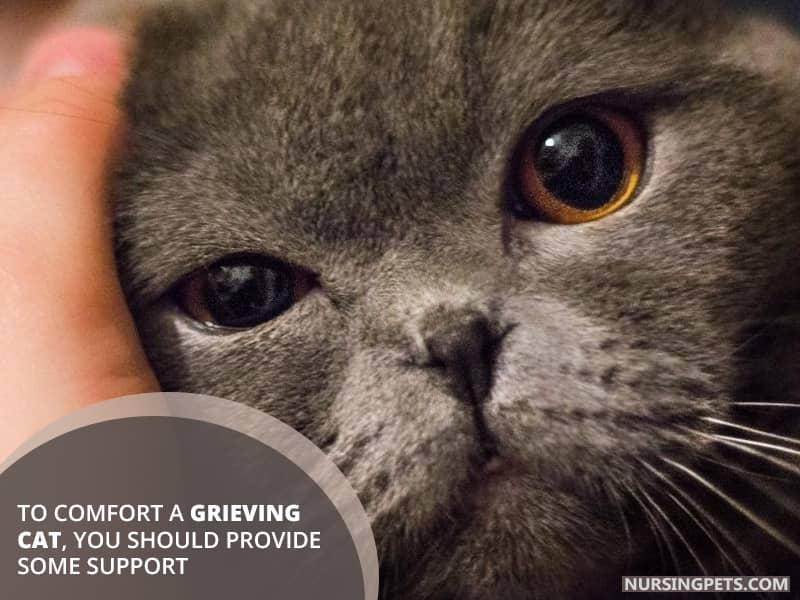 To comfort a grieving cat, you should provide some support