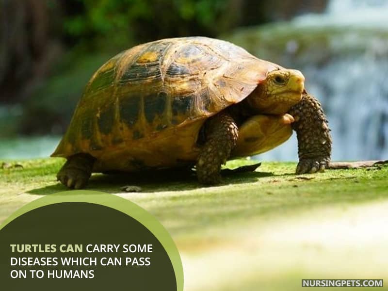 Turtles can carry some diseases which can pass on to humans.