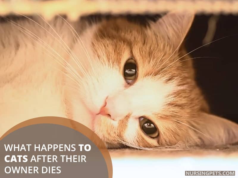 What Happens To Cats After Their Owner Dies?