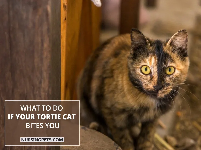 What to do if your tortie cat bites you