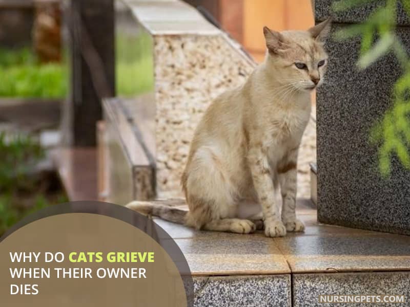 Why Do Cats Grieve When Their Owner Dies?