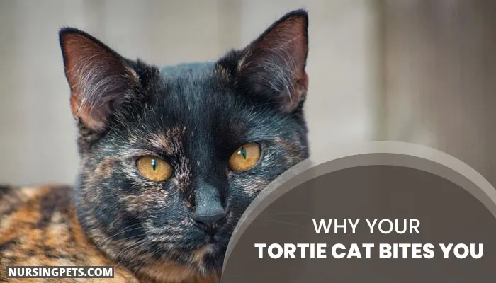 Why Your Tortie Cat Bites You