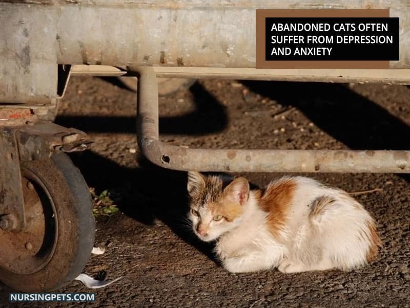 Abandoned cats often suffer from depression and anxiety