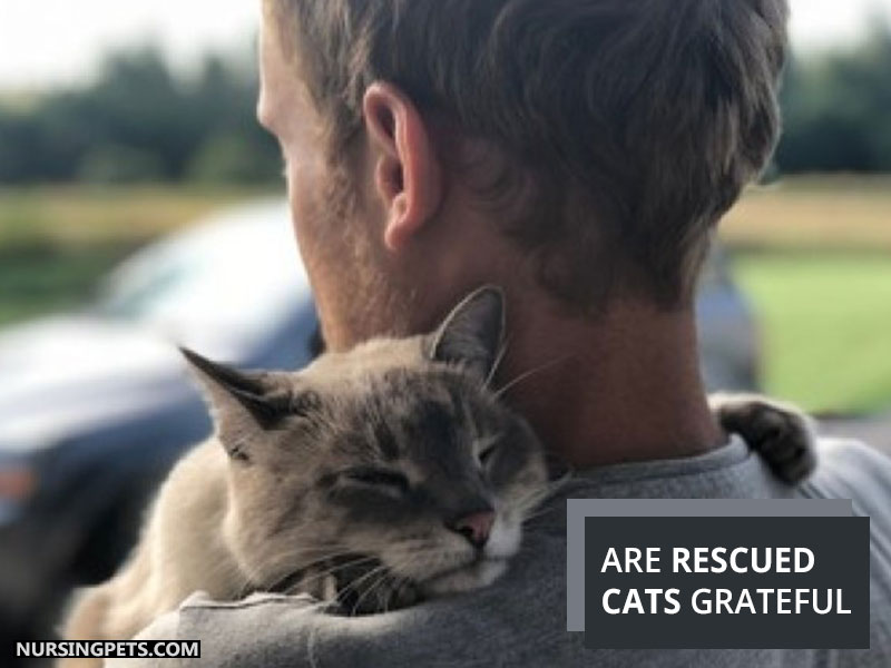 Rescued cats are more appreciative than the other cats