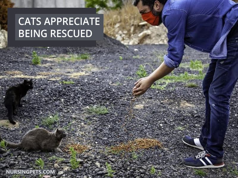 Cats Appreciate Being Rescued