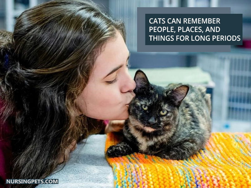 Cats can remember people, places, and things for long periods