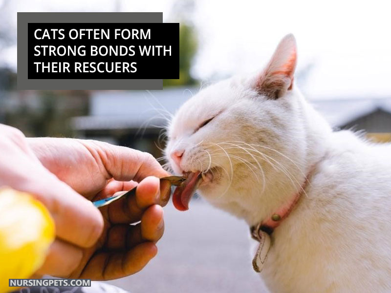 Cats often form strong bonds with their rescuers