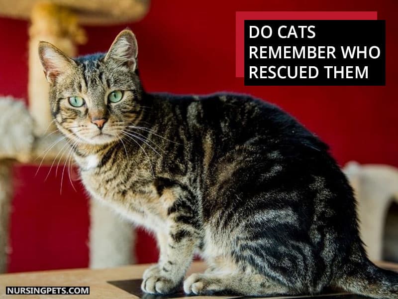 Do Cats Remember Who Rescued Them